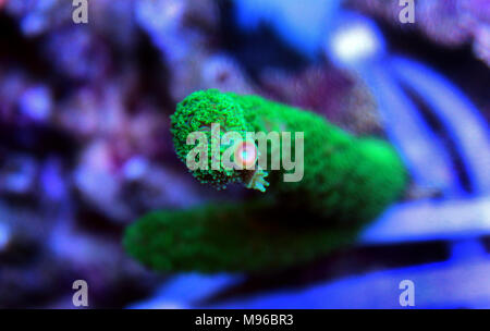 Verde SPS Acropora corallo in chiaro di luna Foto Stock