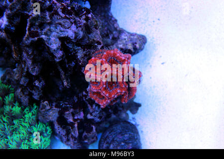 Acanthastrea rosso corallo LPS nel serbatoio di acquario Foto Stock