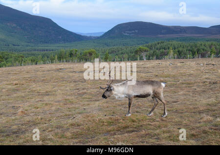 Il roaming di renne Highlands scozzesi in Cairngorm National Park, Scozia Foto Stock