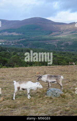 Il roaming di renne Highlands scozzesi in Cairngorm National Park, Scozia Foto Stock