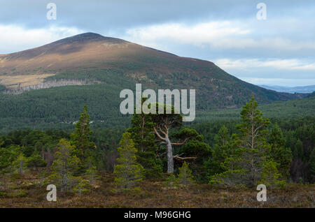 Con un gioco di contrasti tra sole e ombra giocando attraverso le Highlands scozzesi Foto Stock