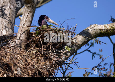 Bianco-panciuto Stork (Ciconia abdimii) su ist nido nella struttura ad albero Foto Stock