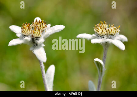 Primo piano di due edelweiss fiori (Leontopodium alpinum) nelle Alpi francesi a La Plagne, dipartimento della Savoia. Foto Stock