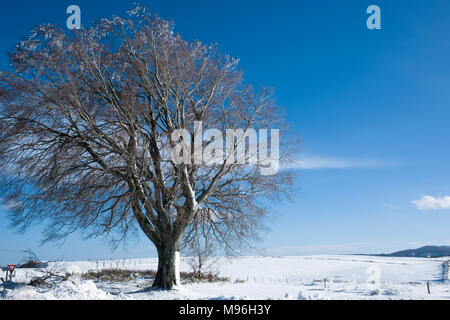 Bella antica quercia ricoperti di permafrost su una chiara soleggiata giornata invernale e in alto nelle Cévennes, Francia Foto Stock