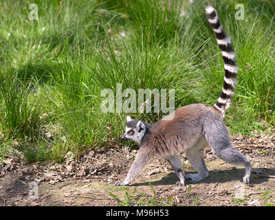 Anello-tailed lemur (Lemur catta) visto di profilo e di camminare con la coda in aria Foto Stock