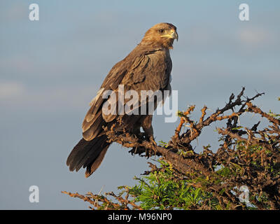 Ritratto di adulto selvatico Tawny eagle (Aquila rapax) in buona luce arroccato su acacia Thorn Tree (Acacia Tortillis) nel Masai Mara , Kenya, Africa Foto Stock