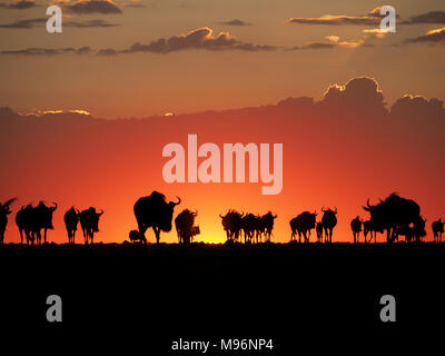 La migrazione di allevamento dei blu GNU, o borchiati gnu (Connochaetes taurinus) stagliano camminare contro skyline al tramonto nel Masai Mara, Kenya, Africa Foto Stock