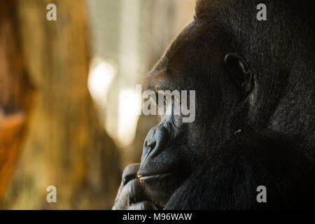 Close up di un Gorilla guardando fuori, nel profondo del pensiero. Foto Stock