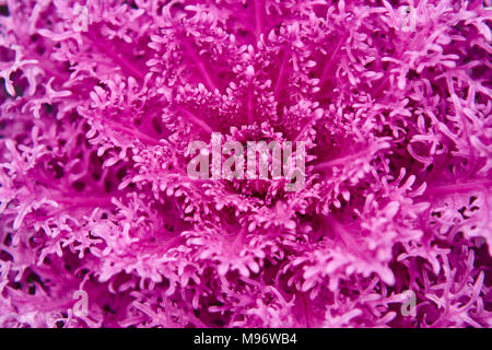 Impianto viola dettaglio macro. Sfondo del frattale. I raggi ultra violetti. Posizione orizzontale Foto Stock