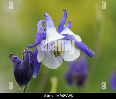 Close-up di Aquilegia vulgaris. Aquilegia comune fiore chiamato anche grannys cofano. Foto Stock