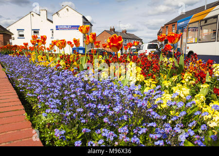Molla stradale aiuola visualizzazione dei wallflowers, lobelia e tulipani nel centro della città di Leyland, nel Lancashire. Foto Stock
