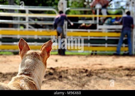 Cani, australiano della Red Heeler. Foto Stock