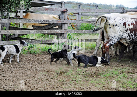 Cani, cani di lavoro Foto Stock