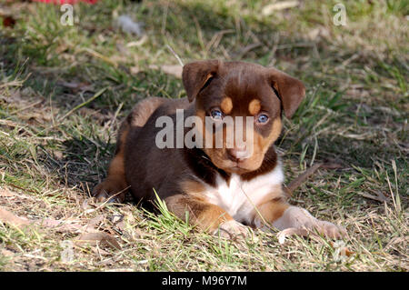 Cani, australian kelpie Foto Stock