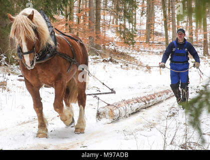 23 marzo 2018, Germania, Pfronstetten: Legno estrattore Pietro Schoenle e il suo cavallo Moritz, Sud Coldblood tedesco, tirare un tronco di legno al di fuori di un'area forestale del Swabian Alb. Foto: Thomas Warnack/dpa Foto Stock