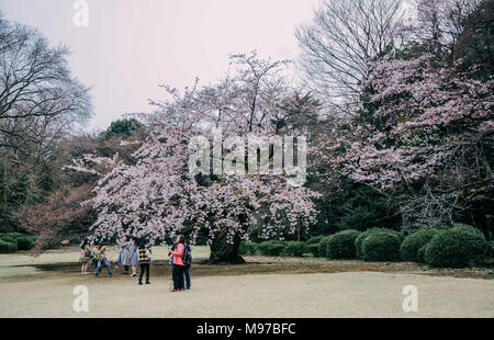 Tokyo, Giappone. 23 Mar, 2018. Fiori di Ciliegio blossom a Shinjuku Gyoen National Garden. La stazione di Shinjuku Gyoen National Garden è un grande parco e giardino di Shinjuku e Shibuya, Tokyo, Giappone. Originariamente era una residenza della famiglia Naito nel periodo Edo. Successivamente divenne un giardino sotto la gestione della casa imperiale agenzia del Giappone. Ora è un parco nazionale sotto la giurisdizione del ministero dell'ambiente. Credito: SIPA Asia/ZUMA filo/Alamy Live News Foto Stock