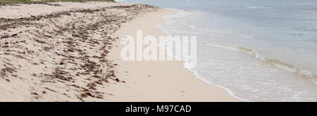 Brown sargassum alghe lavato fino a Vero Beach, Florida Foto Stock