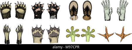 Le zampe di animali o di impronte e fauna selvatica. Bird e creature del mare, mani di scimmia e cane, orso e rana, i tentacoli di polpo e cat, zoccolo di mucca. Domestico o azienda o animali domestici. Tracce di mammiferi. Illustrazione Vettoriale