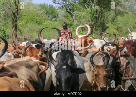 Mursi tribeswomen immobilizzare i bovini in Africa, Etiopia, Debub Omo Zona, Mursi tribù è un bestiame nomadi herder gruppo etnico situato nel sud dell Etiopia, c Foto Stock