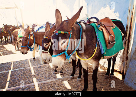 Asino su scale a Thira - Santorini Island, Grecia Foto Stock