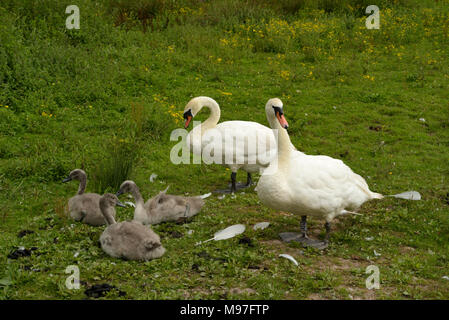 Cigno coppia, Cygnus olor con Cygnets Foto Stock