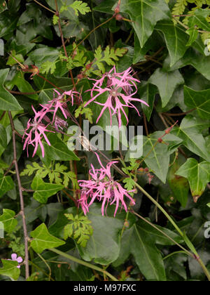 Ragged-Robin, Silene flos-cuculi Foto Stock