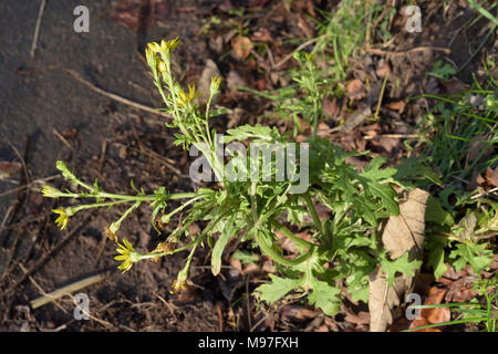 Oxford erba tossica, Senecio squalidus Foto Stock