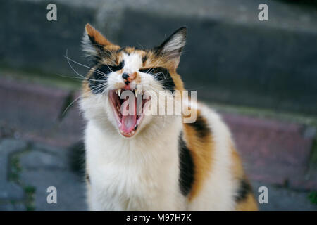 Gatto multicolore è sbadigli in strada ma è simile a ridere. Foto Stock