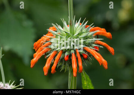 Close up di un singolo whorl di fiori sulla punta del semi-hardy arbusto sempreverde, Leonotis leonurus Foto Stock