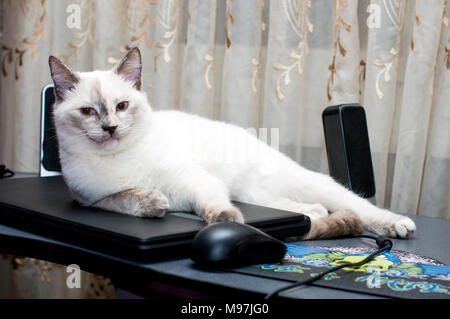 Bellissimo gatto siamese gatto sdraiato sul laptop, bellissimo tema cat Foto Stock