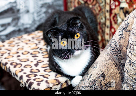 Ritratto di carino Scottish Fold gatto, bei gatti in tema di casa Foto Stock
