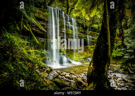 Australien, Tasmanien, Urwald, Wasserfall, Wasser, Cascate Russell, Monte campo Parco Nazionale Foto Stock