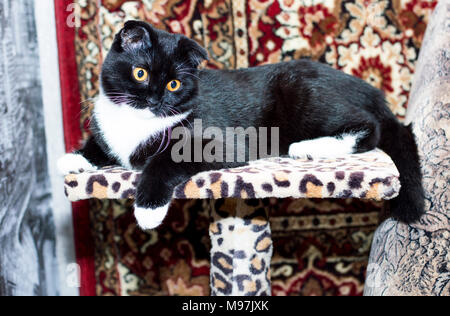 Bel gatto in appoggio sulla sua casa il tema della bei gatti in casa Foto Stock