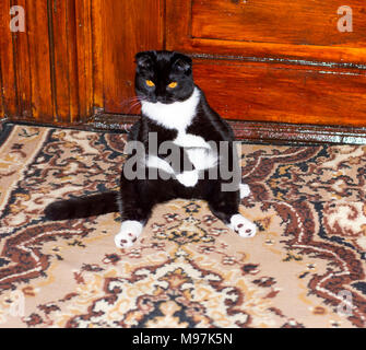 Black Scottish Fold cat seduta, bei gatti in tema di casa Foto Stock