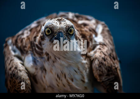 Un osprey eagle seduto sul palo da recinzione di scale verso il basso la lente, Mar Rosso, Egitto Foto Stock