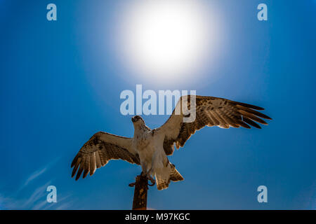 Un osprey eagle seduto sul palo da recinzione distende le sue ali per prendere il volo. Foto Stock