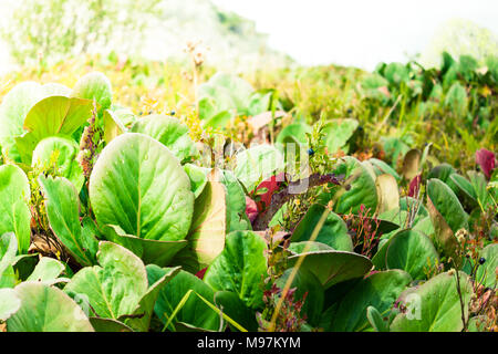 Verde foglie grandi di bergenia nelle highlands. Autunno meteo. Foto Stock