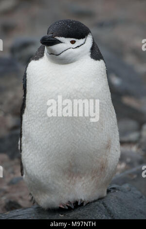 Un pinguino Chinstrap (Pygoscelis antarcticus) in piedi su una costa rocciosa in Antartide Foto Stock