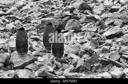 Tre pinguini Chinstrap stand con le spalle alla telecamera su una costa rocciosa in Antartide Foto Stock