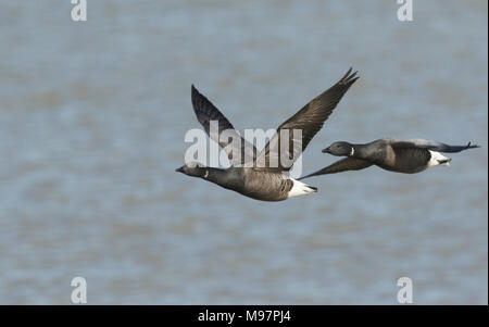 Due belle Brent oche (Branta bernicla) volare sopra il mare ad alta marea in Kent, Regno Unito. Foto Stock