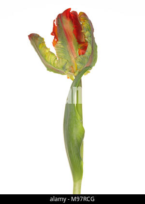Un singolo parrot tulip 'Blumex' isolato su uno sfondo bianco Foto Stock