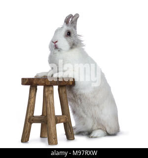 Carino bianco con coniglio grigio in piedi con le zampe anteriori su uno sgabello in legno isolato su sfondo bianco Foto Stock