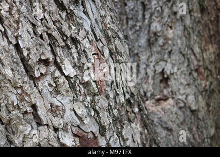 Vista dettagliata del vecchio albero di noci pecan Foto Stock