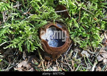 Charred-Pancake Cup, anche chiamati streghe Calderone, Sarcosoma globosum Foto Stock