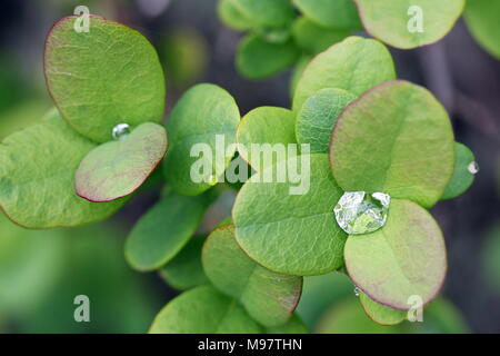 Bog mirtillo, chiamato anche whortleberry, Vaccinium uliginosum Foto Stock