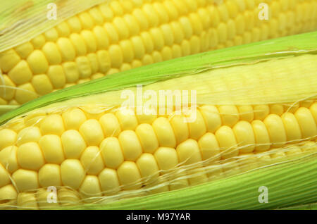 Spiga del granoturco giallo rivelatrice di kernel. Chicchi di mais mature foto di granturco close-up Foto Stock