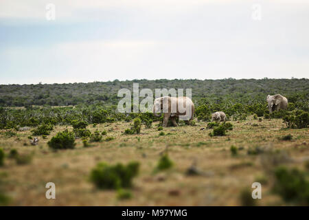 Sud Africa Orientale, Cape, Addo Elephant National Park, elefanti africani, Loxodonta africana Foto Stock