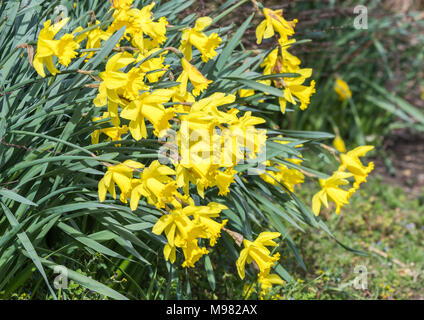 Yellow Trumpet Daffodils (Narcissus) growing in early Spring in the UK. Foto Stock