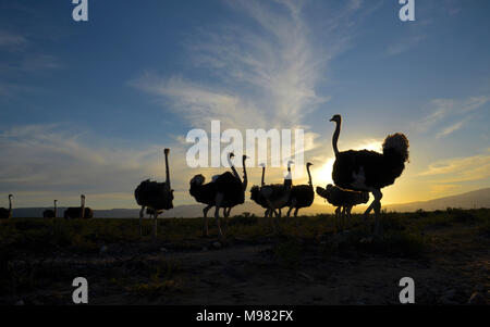 Karoo, Sud Africa. Struthio camelus o struzzo comune Foto Stock