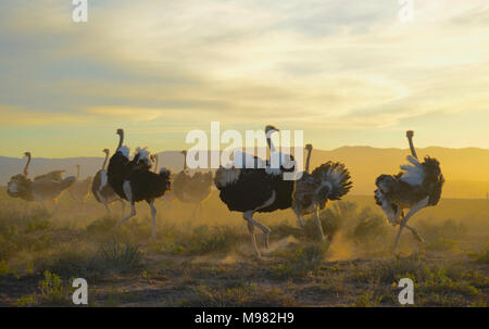 Karoo, Sud Africa. Struthio camelus o struzzo comune Foto Stock